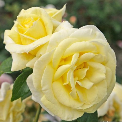 Gärtnerei - Rosa Limona ® - gelb - teehybriden-edelrosen - diskret duftend - W. Kordes & Sons - -